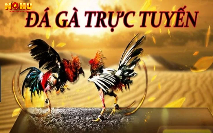 Các lưu ý quan trọng khi tham gia đá gà trực tiếp